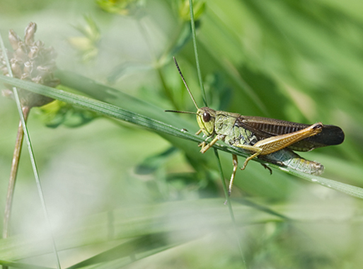 Stauroderus scalaris